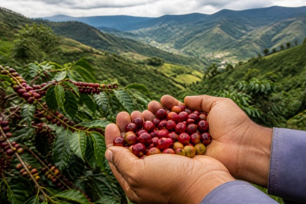Cala Coffee Alternative: Fresh Roast-to-Order Beans