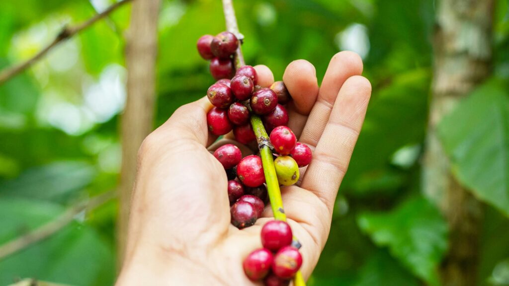 Colombian Coffee